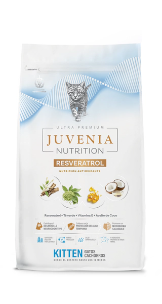 juvenia gato kitten