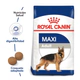 Royal Canin Perro Maxi Adulto