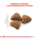 Royal Canin Gato Indoor