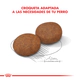 Royal Canin Perro Medium Adulto 7+