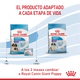 Royal Canin Perro Starter Giant 10Kg