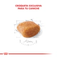 Royal Canin Perro Caniche Adulto
