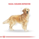 Royal Canin Perro Golden Adulto 12Kg