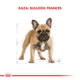 Royal Canin Perro Bulldog Frances Adulto