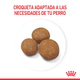 Royal Canin Perro Maxi Puppy