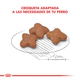 Royal Canin Perro Mini Adulto 8+
