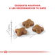 Royal Canin Gato Kitten
