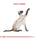 Royal Canin Gato Siamese
