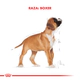 Royal Canin Perro Boxer Adulto 12Kg