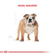 Royal Canin Perro Bulldog Ingles Adulto 12Kg