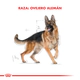 Royal Canin Perro Ovejero Adulto 12Kg