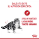 Royal Canin Gato Urinary Care