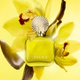 SHAKIRA Amarillo EDP 80 ML