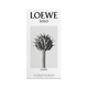 Solo Loewe Cedro EDT 100 ML