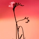 Fresia Solar EDP 120ml